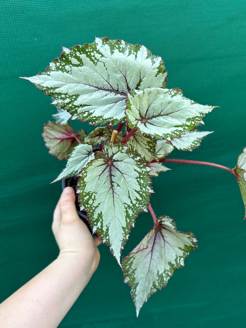 Begonia ‘Nordic Glacier’