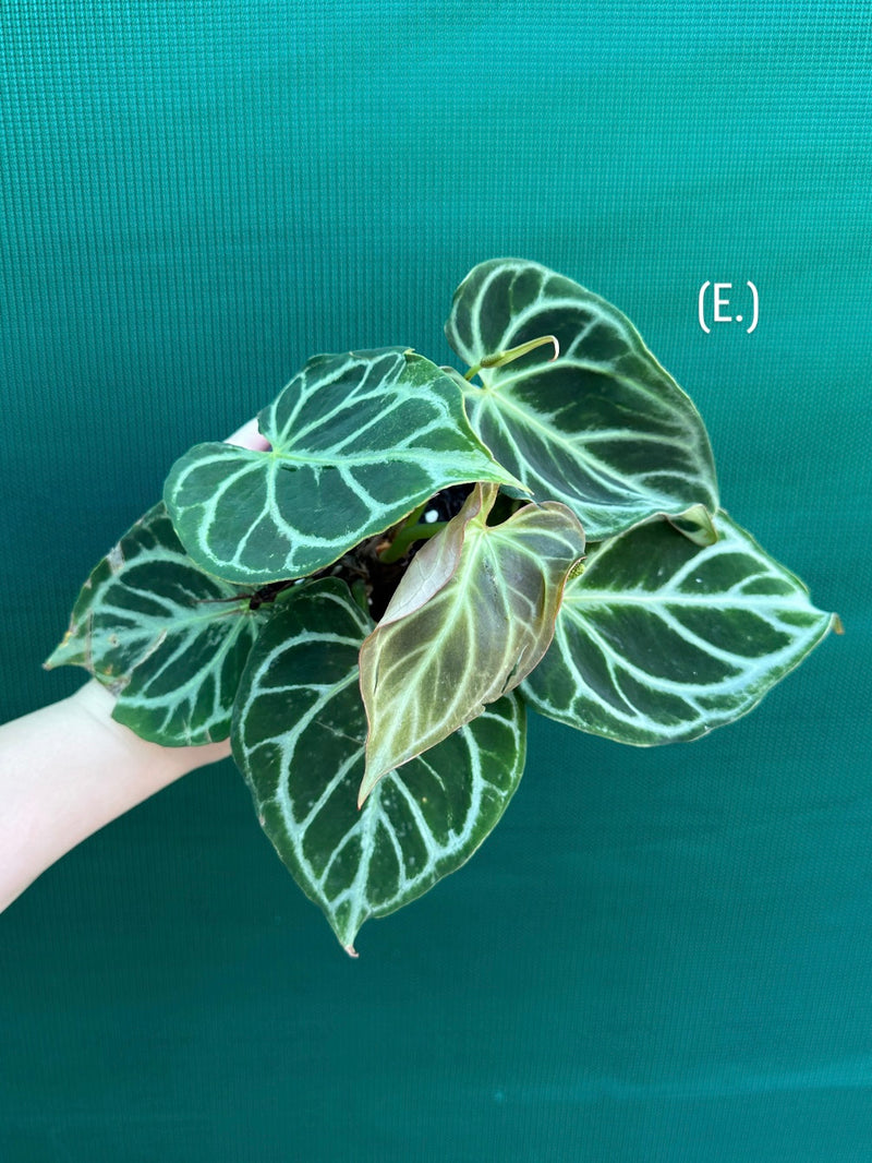 Anthurium crystallinum hybrid NEW