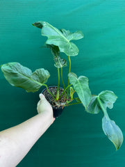 Philodendron ‘Golden Dragon’ NEW