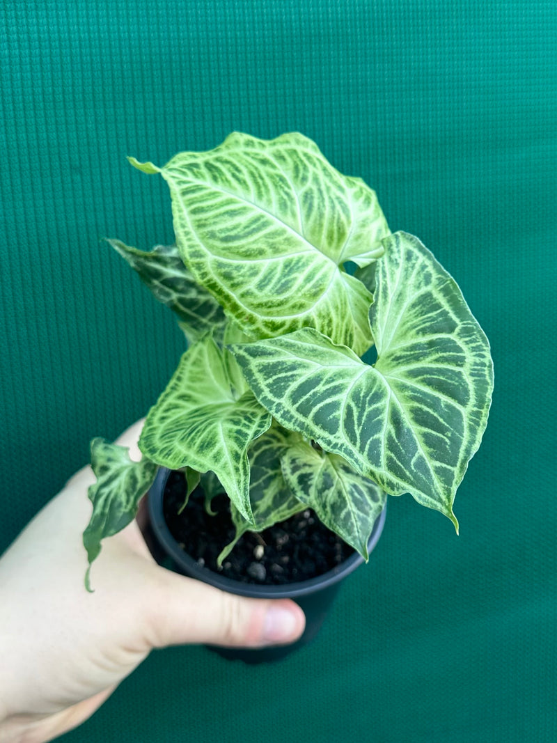 Syngonium podophyllum ‘Batik’