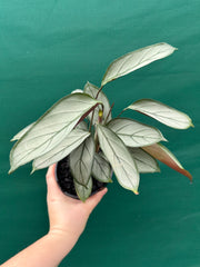 Ctnenanthe ‘Grey Star’ NEW