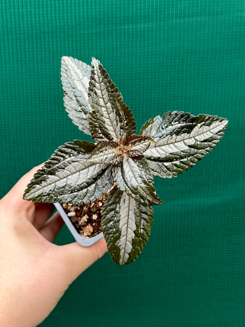 Pilea involucrata ‘Silver’ NEW
