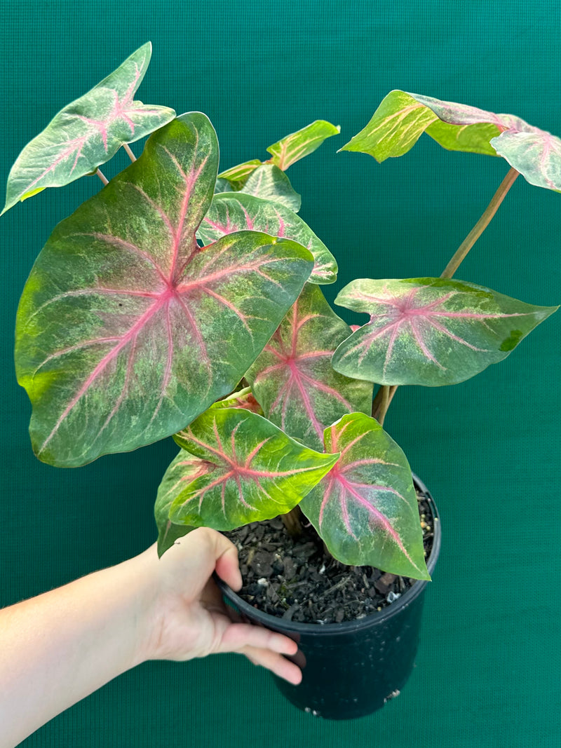 Caladium NOID 4 NEW