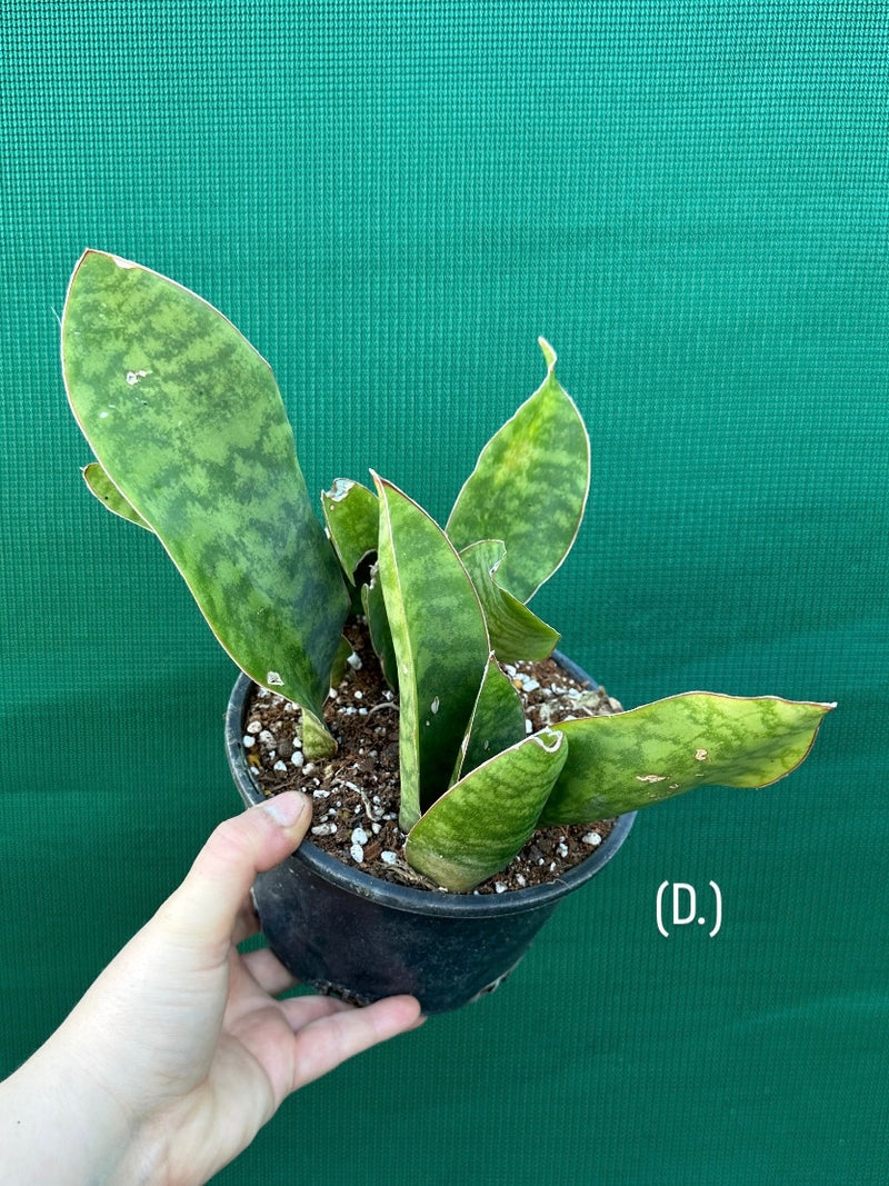 Sansevieria Masoniana ‘Mason’s Congo Paddle’ NEW