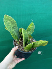 Sansevieria Masoniana ‘Mason’s Congo Paddle’ NEW