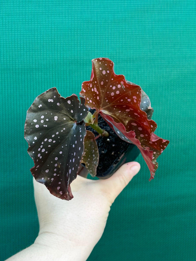 Begonia NOID 40 NEW