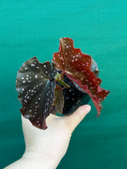 Begonia NOID 40 NEW