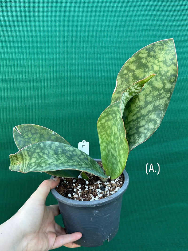 Sansevieria Masoniana ‘Mason’s Congo Paddle’ NEW