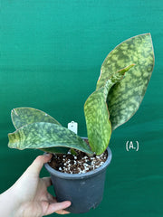 Sansevieria Masoniana ‘Mason’s Congo Paddle’ NEW