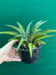Agave ‘Summer Splice’ NEW