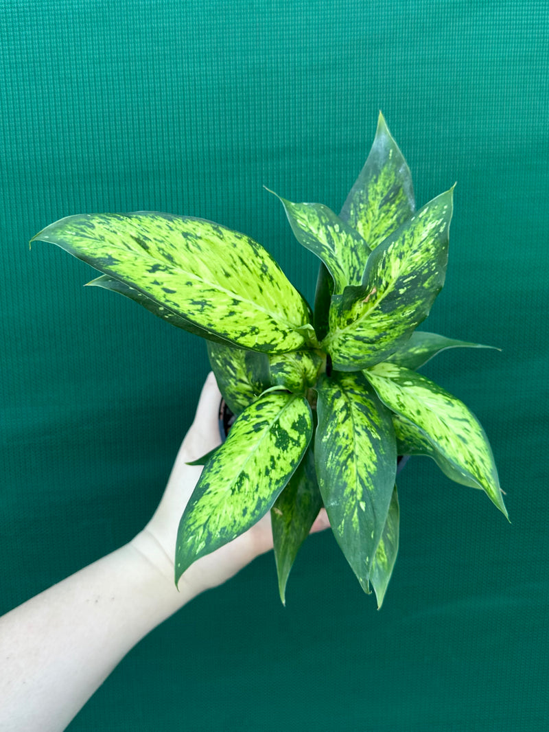 Dieffenbachia ‘Star Bright’ NEW