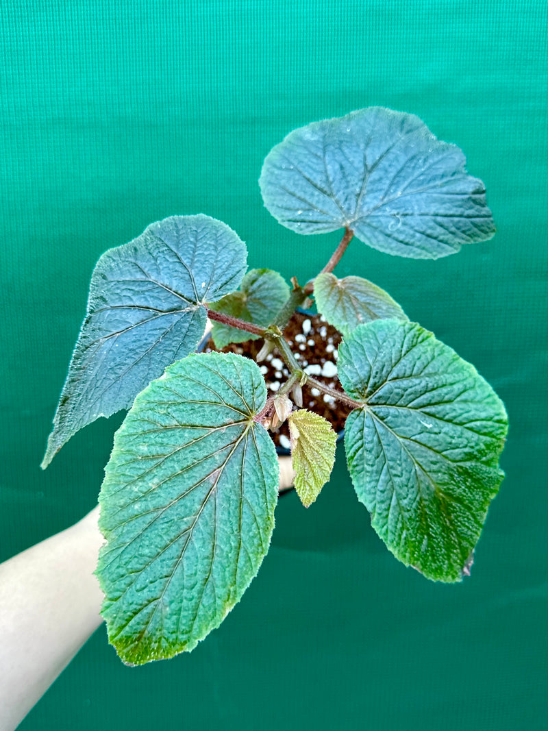 Begonia vedderina
