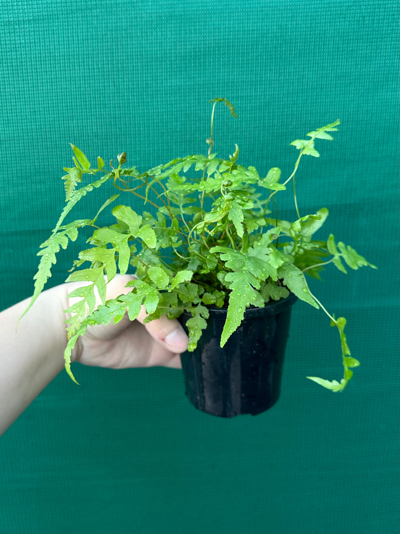 Dryopteris erythrosora