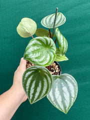 Peperomia ‘Watermelon’