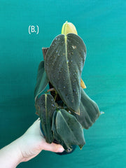 Philodendron ‘Gigas’