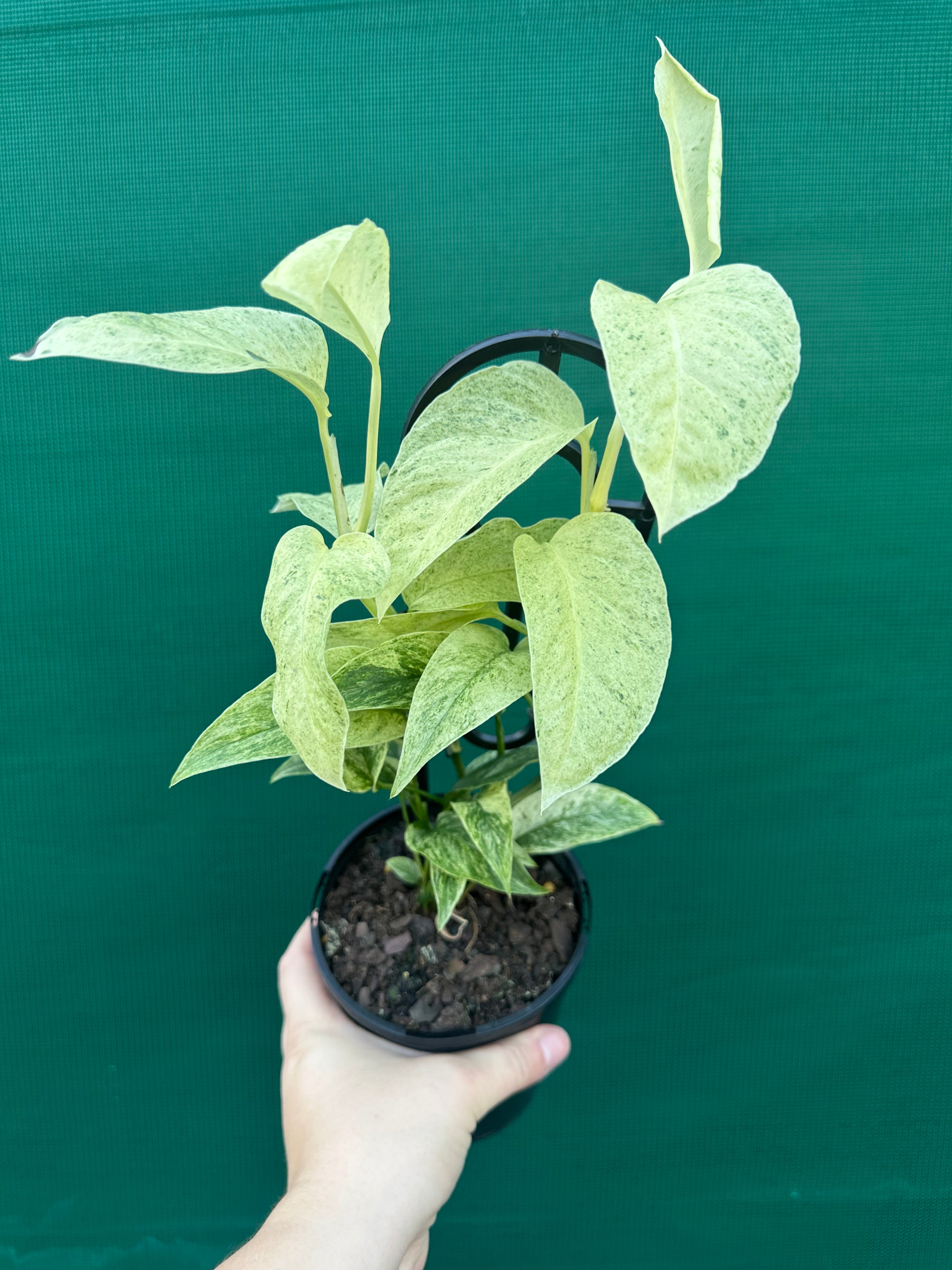 monstera adansonii variegated laniata Monstera 'Laniata Variegata Mint'