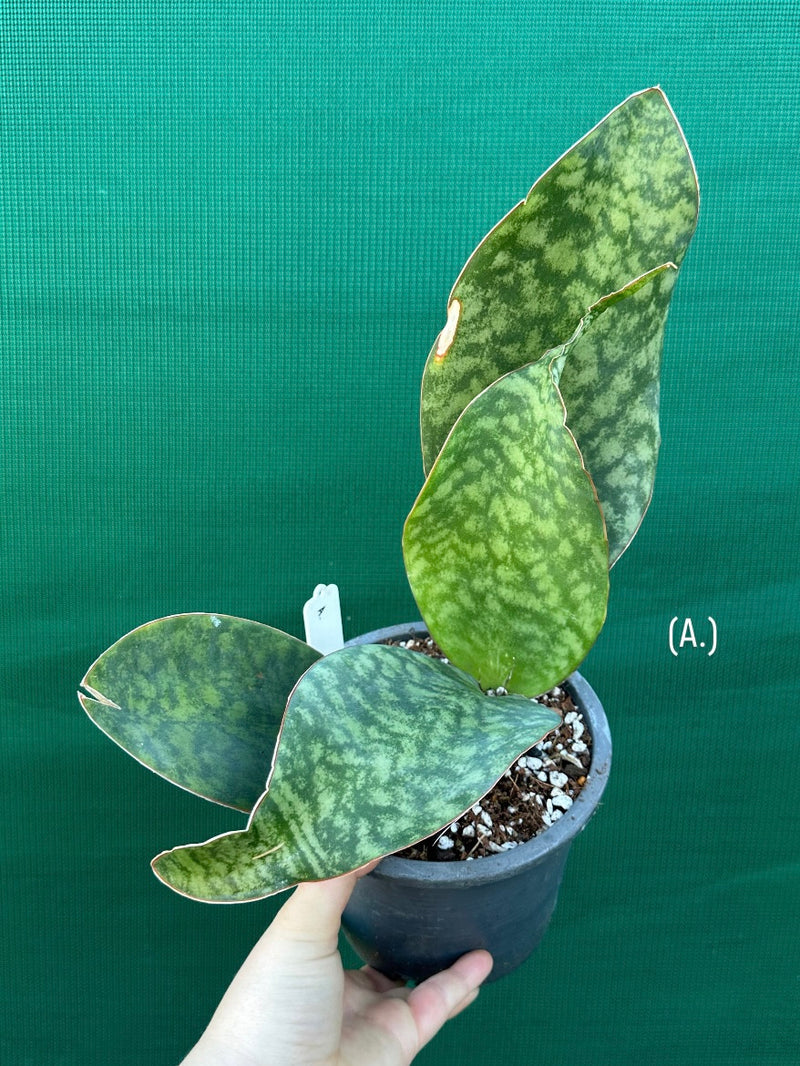 sansevieria mason's congo Sansevieria Masoniana 'Mason's Congo Paddle'