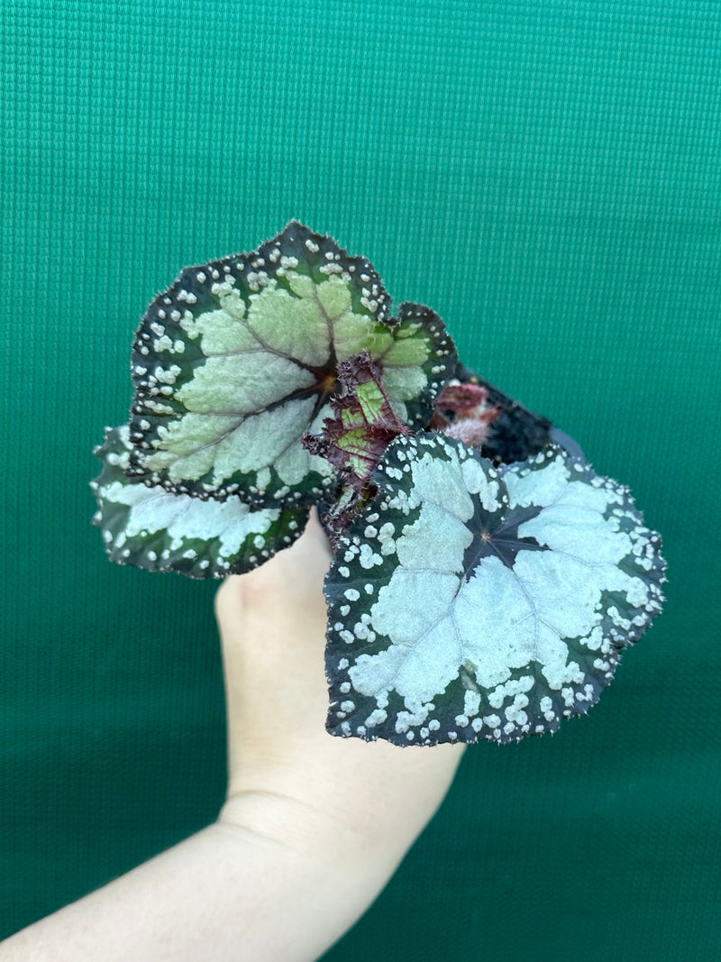 Begonia ‘Dolce Vita’ NEW