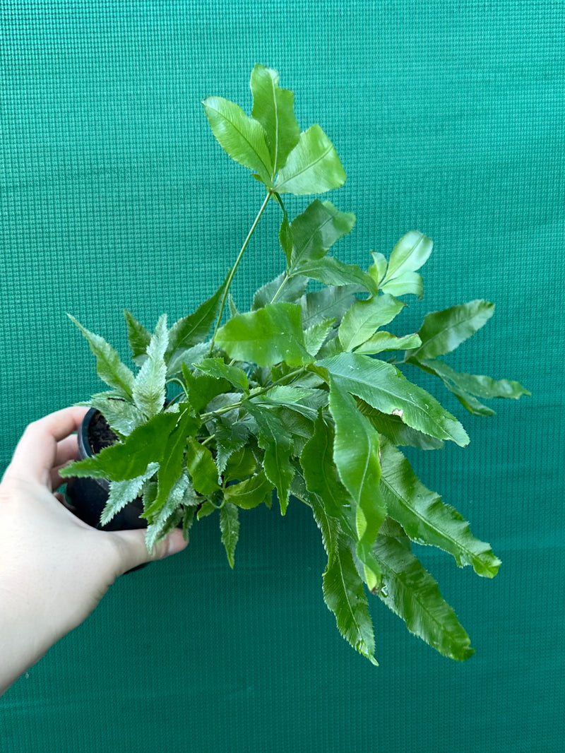 Pteris Fern Unknown 5