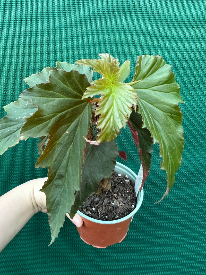 Begonia ‘Norma’s Delight' NEW