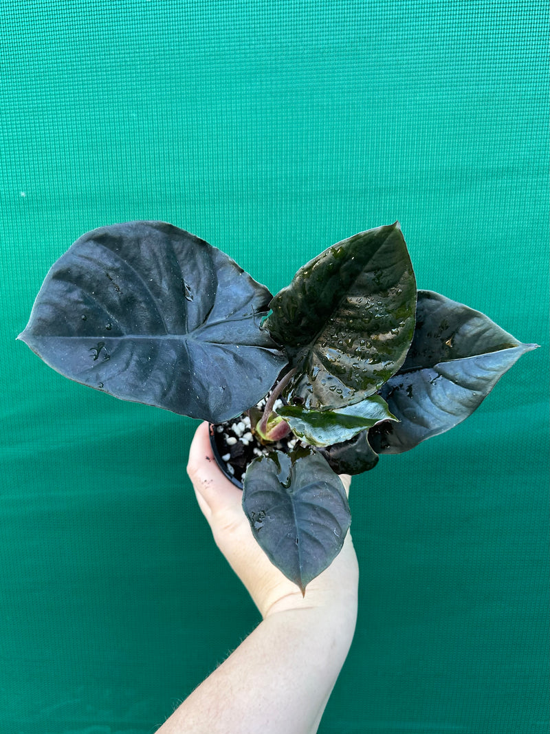Alocasia Infernalis NEW