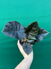 Alocasia Infernalis NEW
