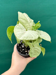 Syngonium ‘Confetti’