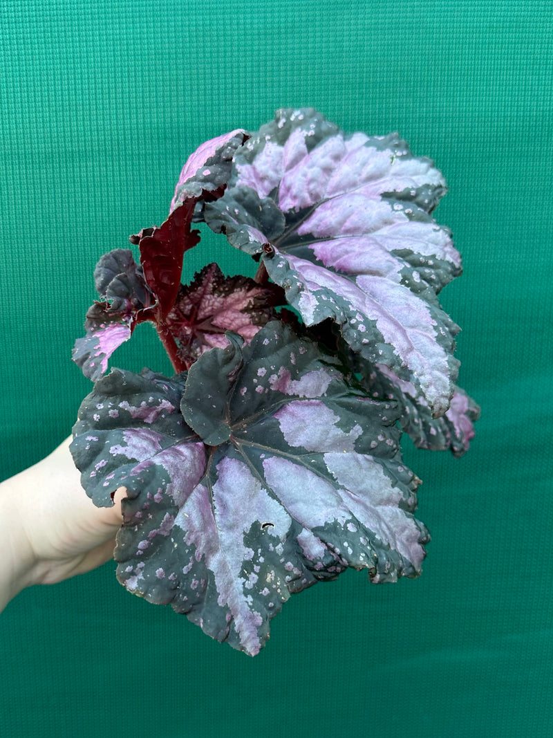 Begonia ‘Twisted Sister’