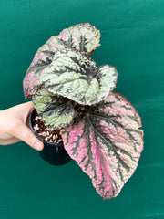 Begonia ‘Logan Beauty’