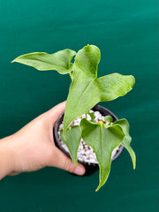 Anthurium ferrierense crisped NEW