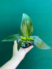 Philodendron ‘Martianum’ NEW