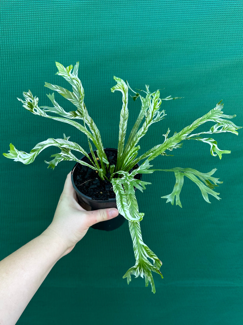 Asplenium Nidus variegata