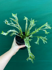 Asplenium Nidus variegata