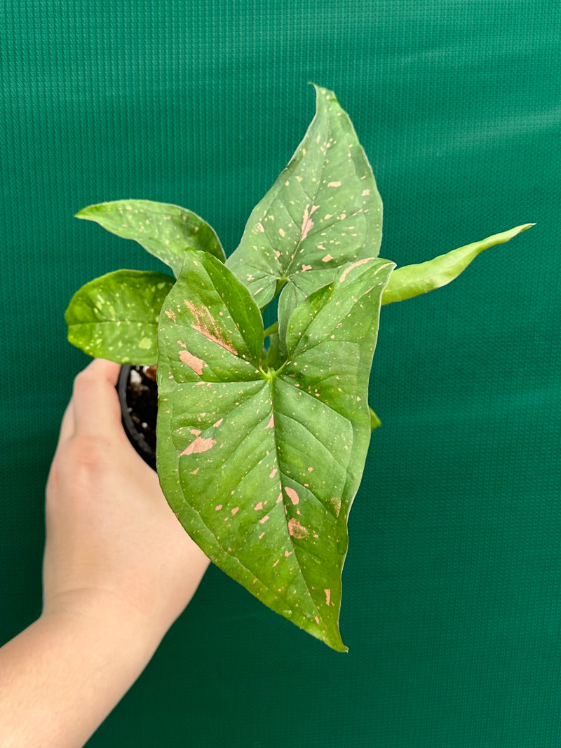 Syngonium ‘Pink Splash’