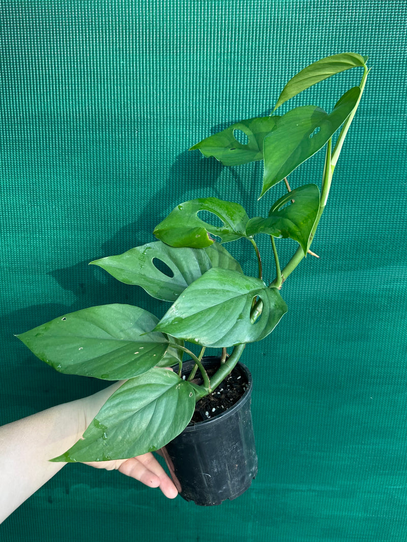 Rhaphidophora Pertusa