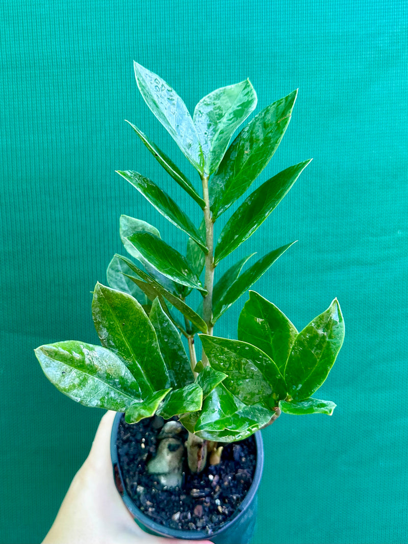 Zanzibar ‘ZZ’