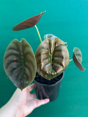 Alocasia Cuprea ‘Red Secret’