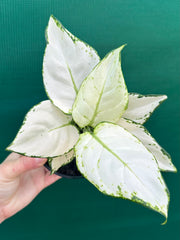 Aglaonema ‘White Valentine’ NEW