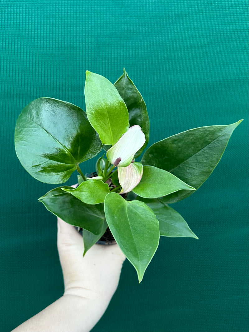 Anthurium NOID 2