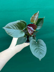 Anthurium NOID 5