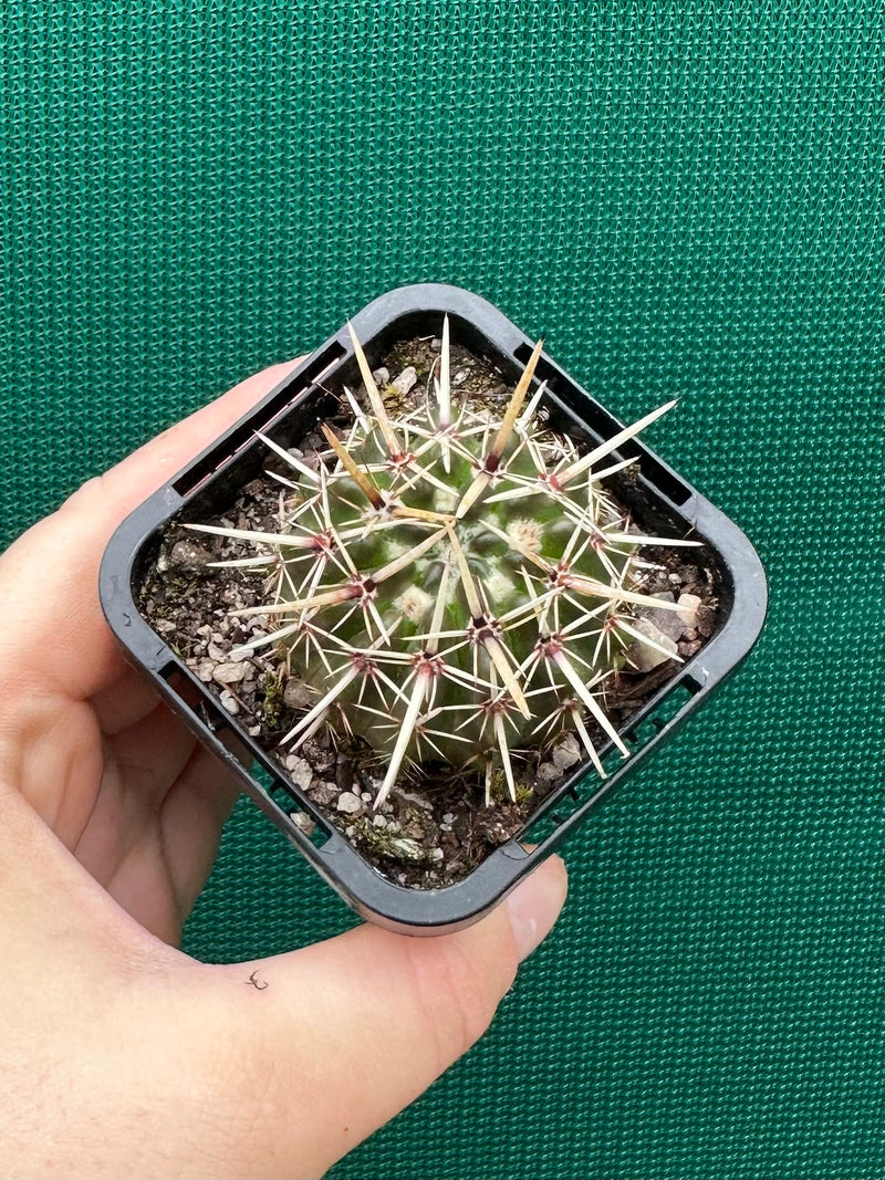 Notocactus submamulosus NEW