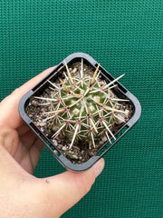 Notocactus submamulosus NEW