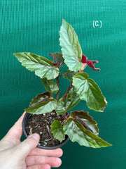 Begonia ‘Ginny Galaxy’