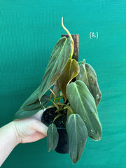 Philodendron ‘Gigas’