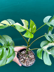 Rhaphidophora Tetrasperma Variegated