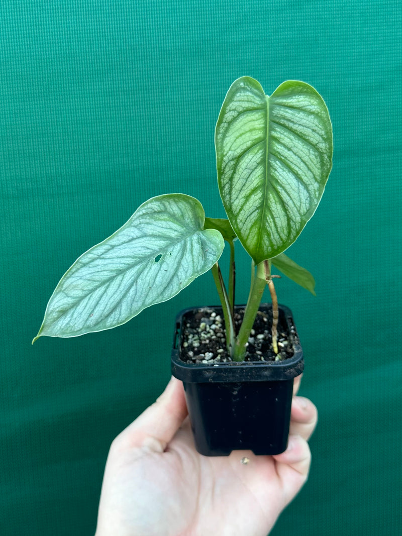 Monstera ‘El Salvador’