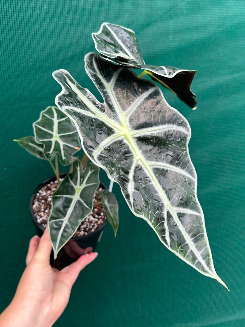 Alocasia ‘Polly’