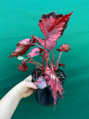 Begonia ‘Red Kiss’