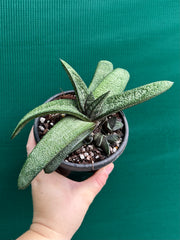 Gasteria batesiana NEW