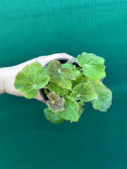 Begonia ‘Chieftan Lad' NEW